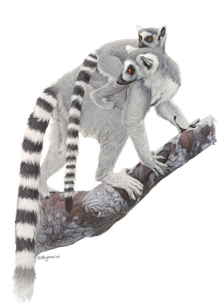 Lemur Linnaeus 1758的圖片