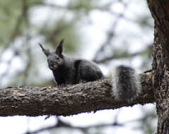 Sivun Sciurus subgen. Otosciurus Nelson 1899 kuva