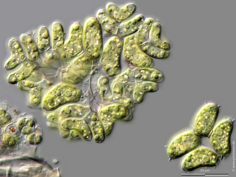 صورة Dimorphococcus Braun 1855