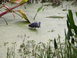 Image of Tricolored Heron