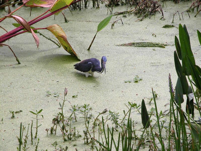 Image of Tricolored Heron