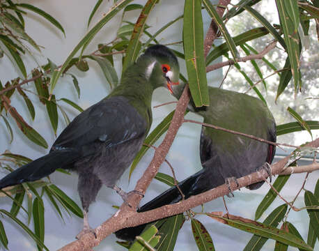 Image of White-cheeked Turaco