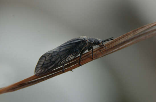Image of dobsonflies, fishflies, and alderflies