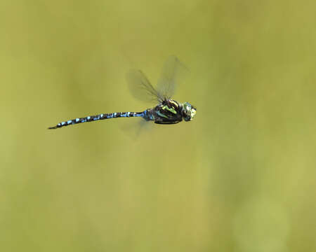 Image of Canada Darner