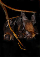 Image of Indian Flying Fox