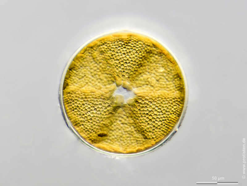 Image de Actinoptychus senarius