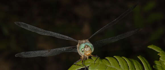 Image of Prince Baskettail