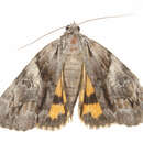 Image of Praeclara Underwing