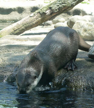 Image of Small-clawed otter