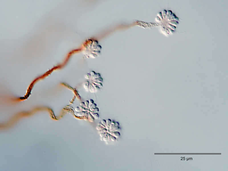 Image of Anthophysa vegetans