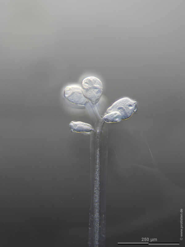 Image of Zoothamnium arbuscula