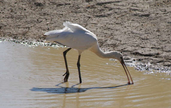 Image of spoonbill, eurasian spoonbill