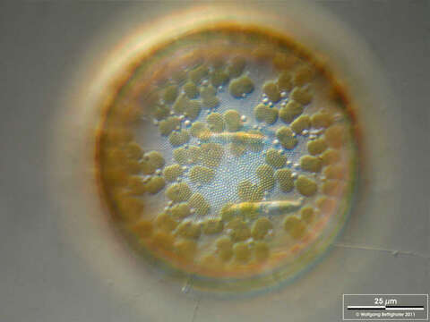 Image of Diatom