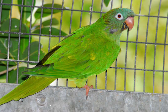 Image of Aratinga acuticaudata