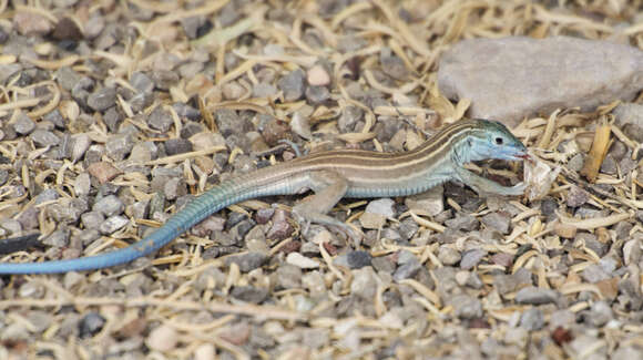 Image of Cnemidophorus gypsi