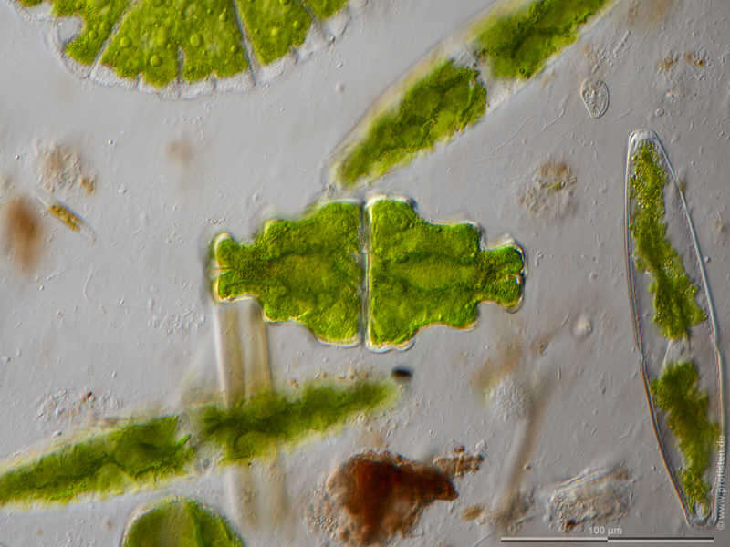 Image of Euastrum humerosum