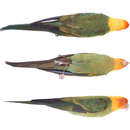 Image of Carolina Parakeet