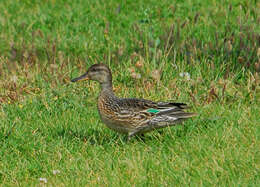 Image of teal, common teal