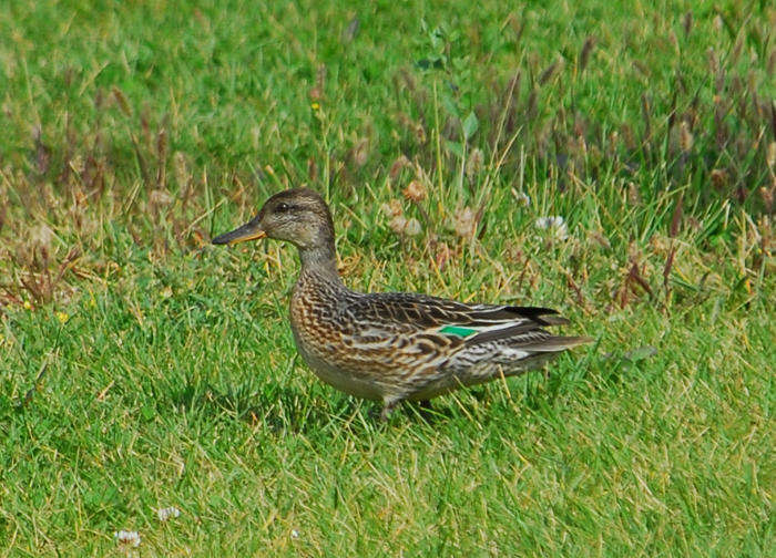 Image of teal, common teal