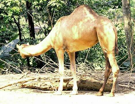 Image of Dromedary