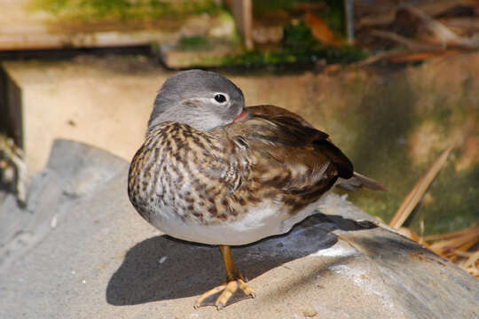 Image of Mandarin Duck