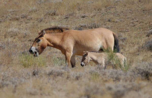 Image de Equus subgen. Equus Linnaeus 1758