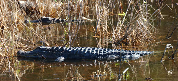 Image de Alligator