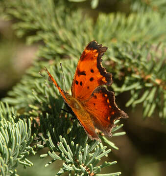 Plancia ëd Polygonia progne Cramer 1775