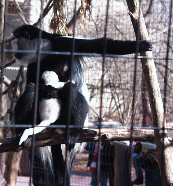 Image of Black-and-white Colobus Monkeys