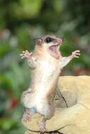 Image of mouse opossum