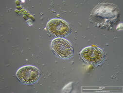 Image of Cocconeis scutellum