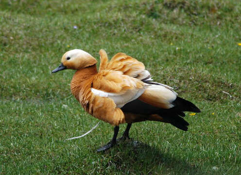 Слика од Лисеста гусковидна патка