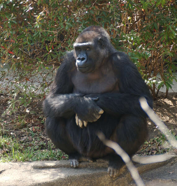 Image of Lowland Gorilla