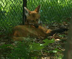 Image of Maned Wolves