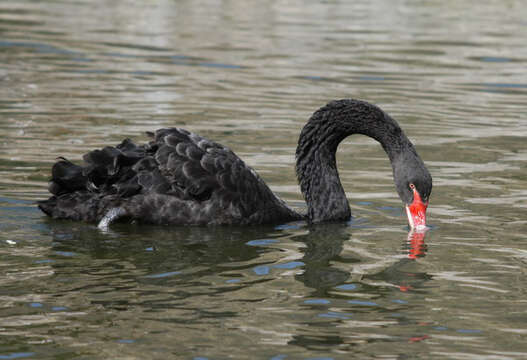 Image of Black Swan