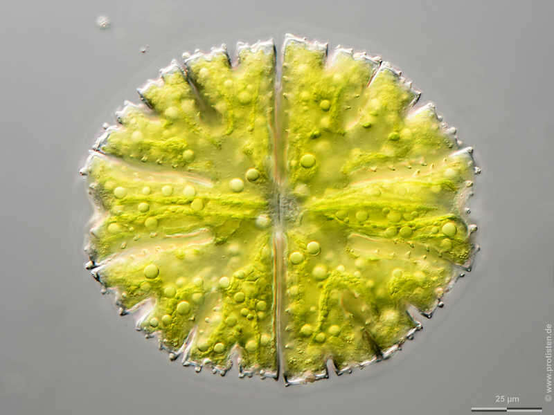 Image of Micrasterias papillifera