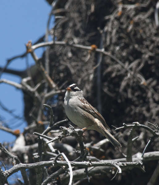 Image of White-crowned Sparrow