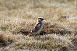 Image of Pyrgilauda Snowfinches