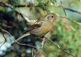 Image of Three-banded Rosefinch