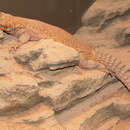 Image of Saharan spiny-tailed lizard