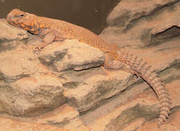 Image of Saharan spiny-tailed lizard