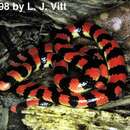 Image of Coral Cylinder Snakes