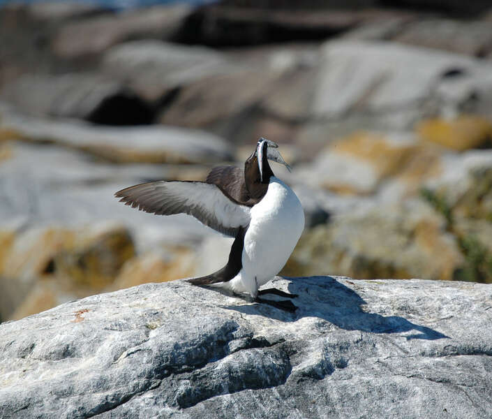 Image of Razorbill