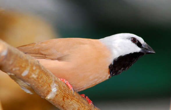 Image of Black-throated Finch