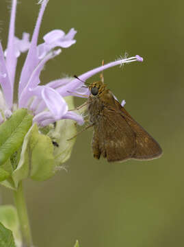 Image of Crossline Skipper