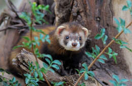 Image of western polecat, polecat