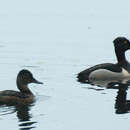 Image of Ring-necked Duck