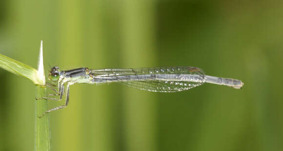 Image of Eastern Forktail