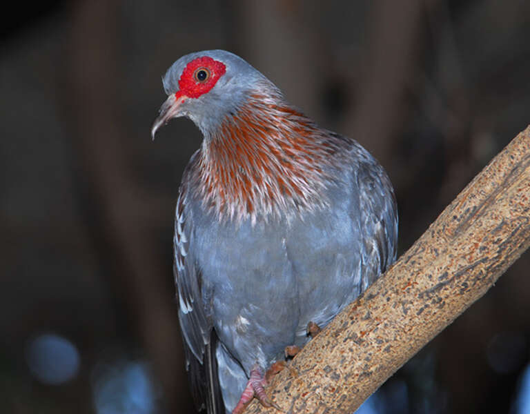 صورة Columba guinea Linnaeus 1758