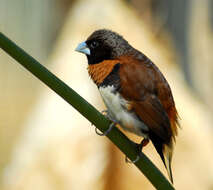 Image of Chestnut-breasted Mannikin